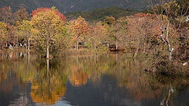 罗田天堂湖水上红叶