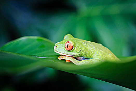 野生,红色,树蛙,特写,哥斯达黎加,中美洲