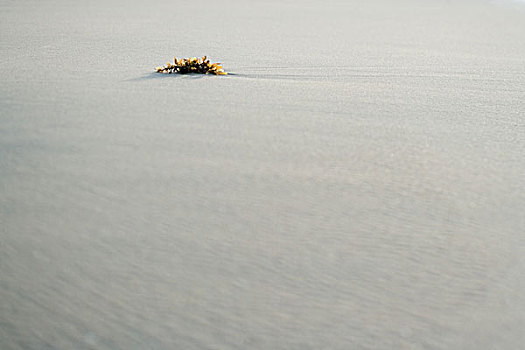 块,海草,海滩