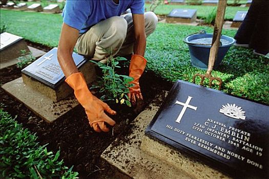 泰国,北碧府,工作,战争,墓地,种植,新,花,墓碑
