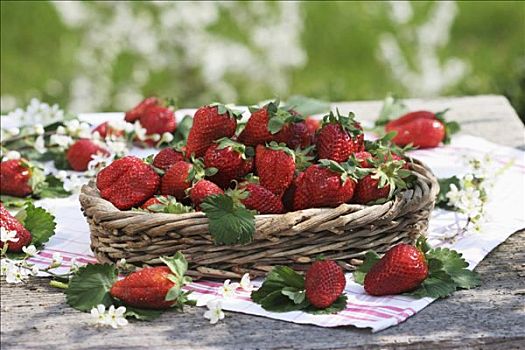 新鲜,草莓,小,篮子,围绕,黑刺李,花