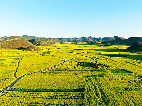 罗平金鸡峰林,油菜花海