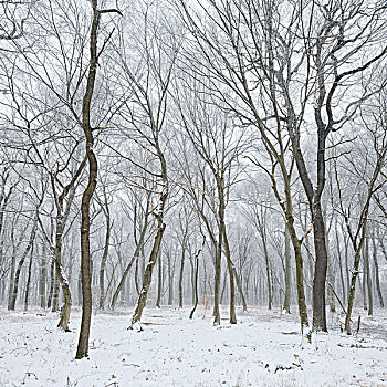 树林,一起,山毛榉,冬天,地区,萨克森安哈尔特,德国