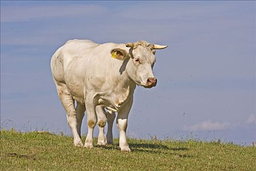 夏洛莱牛,母牛,站立,草地
