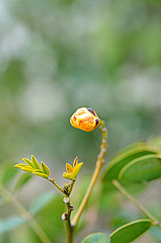 花苞