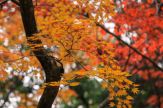 日本,京都,秋季,枫叶林,金色,黄色枫叶,背景