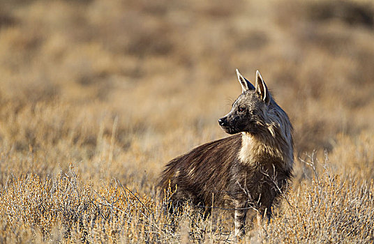 褐色,鬣狗,干燥,热带草原,卡拉哈里沙漠,卡拉哈迪大羚羊国家公园,南非,非洲