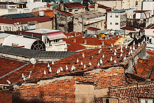 土耳其伊斯坦布尔城市屋顶的海鸥