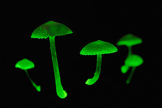 荧光,菌类,蘑菇,发光,夜晚,檀中埠廷国立公园,婆罗洲,印度尼西亚