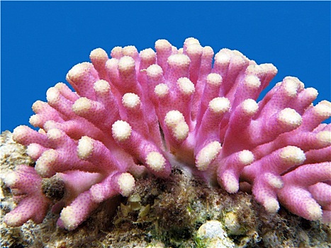 珊瑚礁,粉色,手指,珊瑚,水下