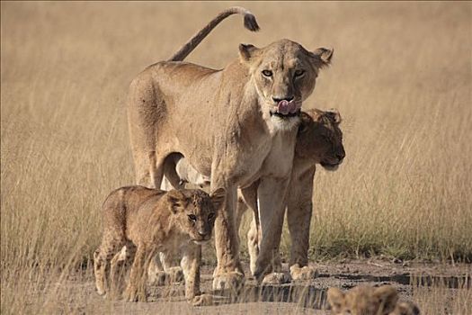雌狮,狮子,安伯塞利国家公园,肯尼亚