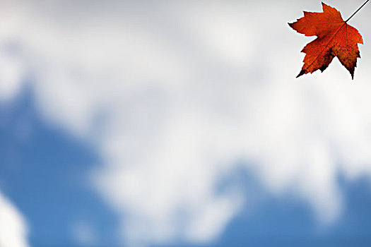 秋叶,云,蓝天,安大略省,加拿大