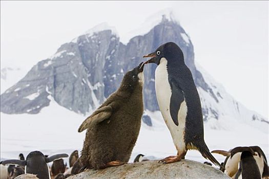 阿德利企鹅,幼禽,请求,父母,食物,西部,南极