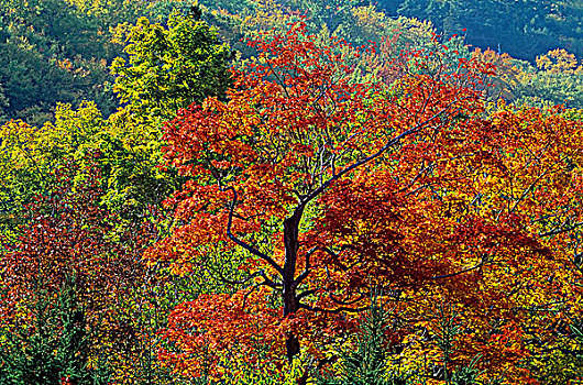 枫树,秋叶,新斯科舍省,加拿大