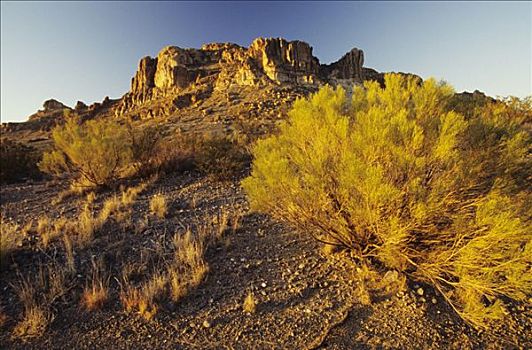 新墨西哥,岩石,高原,沙漠植物,下午,阳光