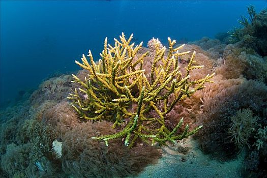 分岔,珊瑚礁,印度尼西亚,东南亚