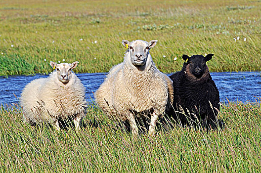 绵羊,半岛,斯奈山半岛,冰岛,欧洲