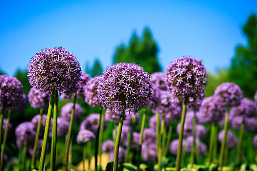 葱科,植物,花朵