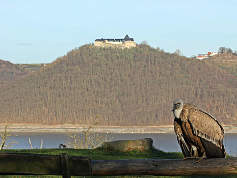 粗毛秃鹫,城堡