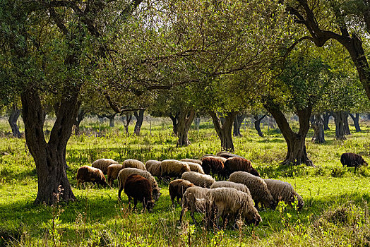 羊群,橄榄林,阿尔巴尼亚,里维埃拉,欧洲