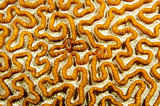 脑珊瑚,菲律宾,亚洲