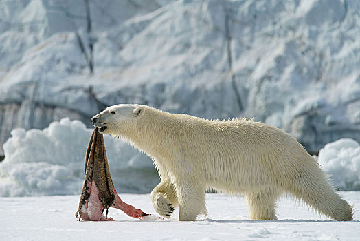 北极熊,捕获,海豹,皮肤,斯瓦尔巴特群岛,挪威,北极,欧洲