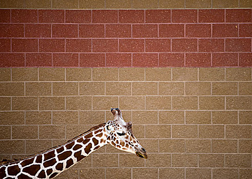 长颈鹿,墙壁