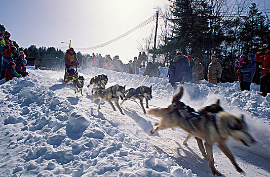 北美,美国,山,雪橇狗,团队,开始,跑
