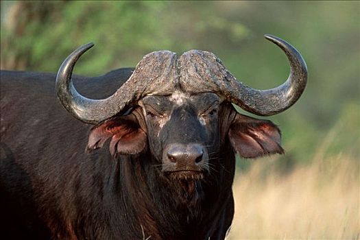 南非水牛,克鲁格国家公园,南非,非洲水牛