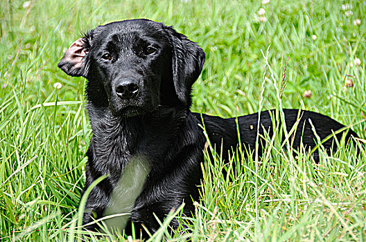 黑色拉布拉多犬,卧,草
