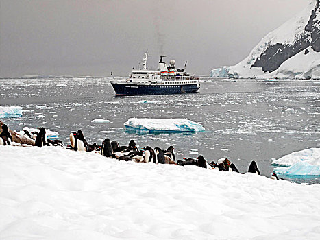 南极企鹅和客轮