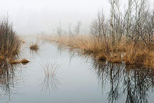 雾状,湿地,下萨克森,德国,欧洲