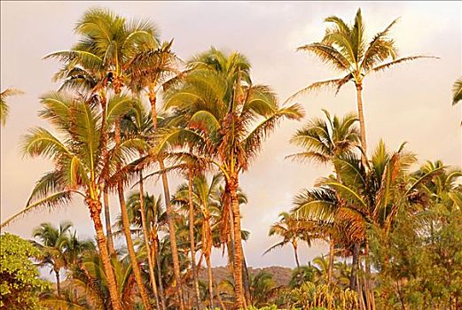 夏威夷,考艾岛,棕榈树,风,阴天,白天