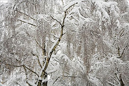 树,积雪,温哥华,不列颠哥伦比亚省,加拿大