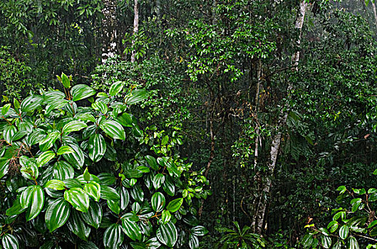 雨林,雨,风暴,国家公园,亚马逊雨林,厄瓜多尔,南美