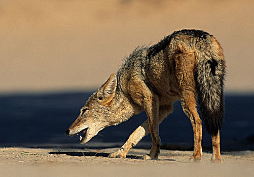黑背狐狼,黑背豺,卡拉哈迪大羚羊国家公园,卡拉哈里沙漠,北开普,南非,非洲