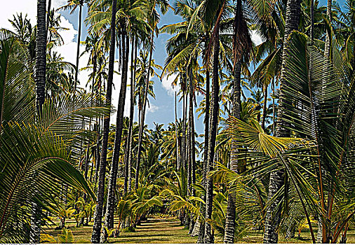椰树,考艾岛,夏威夷