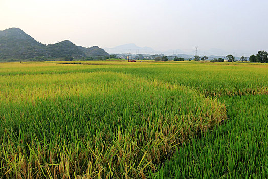 阳光下丰收的稻田