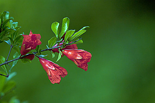 石榴花开