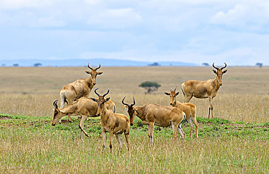 坦桑尼亚,塞伦盖蒂国家公园