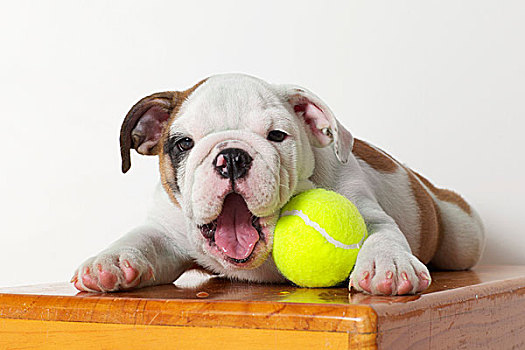 英国斗牛犬,小狗,网球