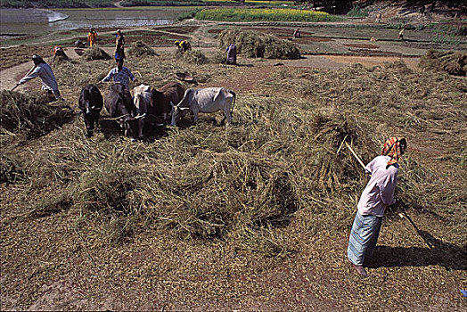 芥末籽,分开,植物,达卡,孟加拉,一月,1998年