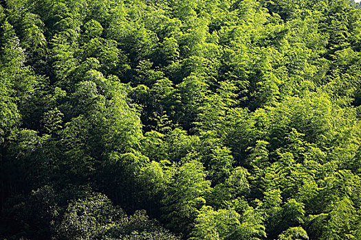 山,竹林,植被