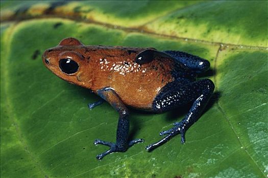 草莓箭毒蛙,雌性,蝌蚪,哥斯达黎加