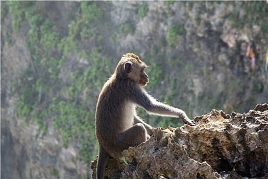 猴子,石头,悬崖