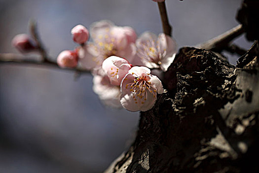 春天的花卉