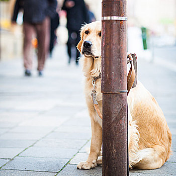 可爱,狗,等待,城市街道