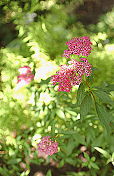 绣线菊,花