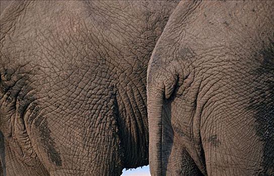 非洲象,乔贝国家公园,博茨瓦纳