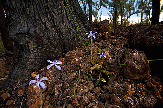 蓝色,天鹅绒,兰花,花,西澳大利亚州